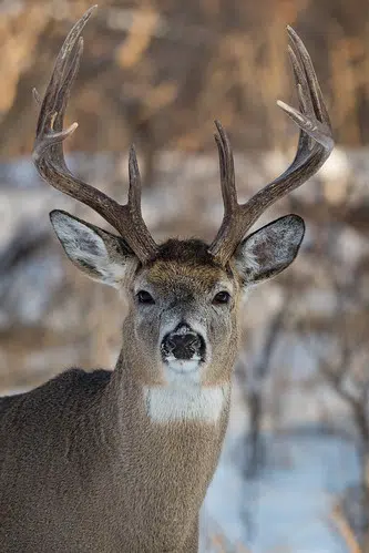 Deer Abuse Case 'Resolved,' Records Not Available