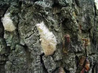 Gypsy Moth Eggs on ANF