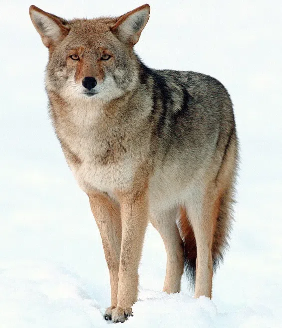 Rolfe Beagle Club Announces Statewide Coyote and Fox Hunt for February