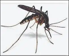 McKean County Mosquito Control Starting Eldred Operation Tonight