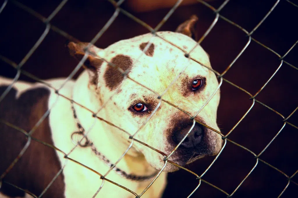 Foster Homes Needed for Family of Pit Bulls