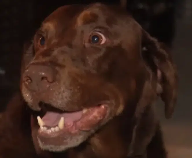 Tucker, Hero Dog in Burham Case, Getting Gifts from Across the Country