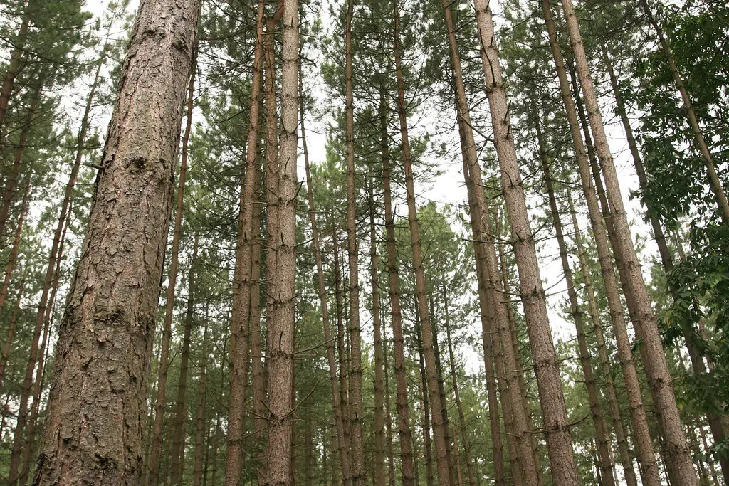 Pfeiffer Closes Eshelman Property to Public for Hunting Season