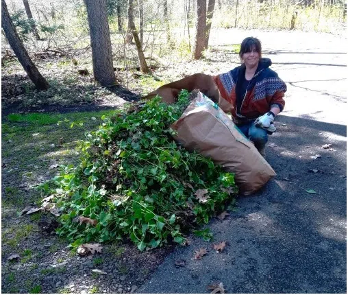 Invasive Plants Removed from Allegheny National Forest