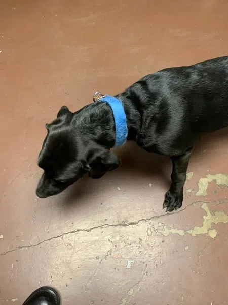 Dog Found on W Main St in Smethport