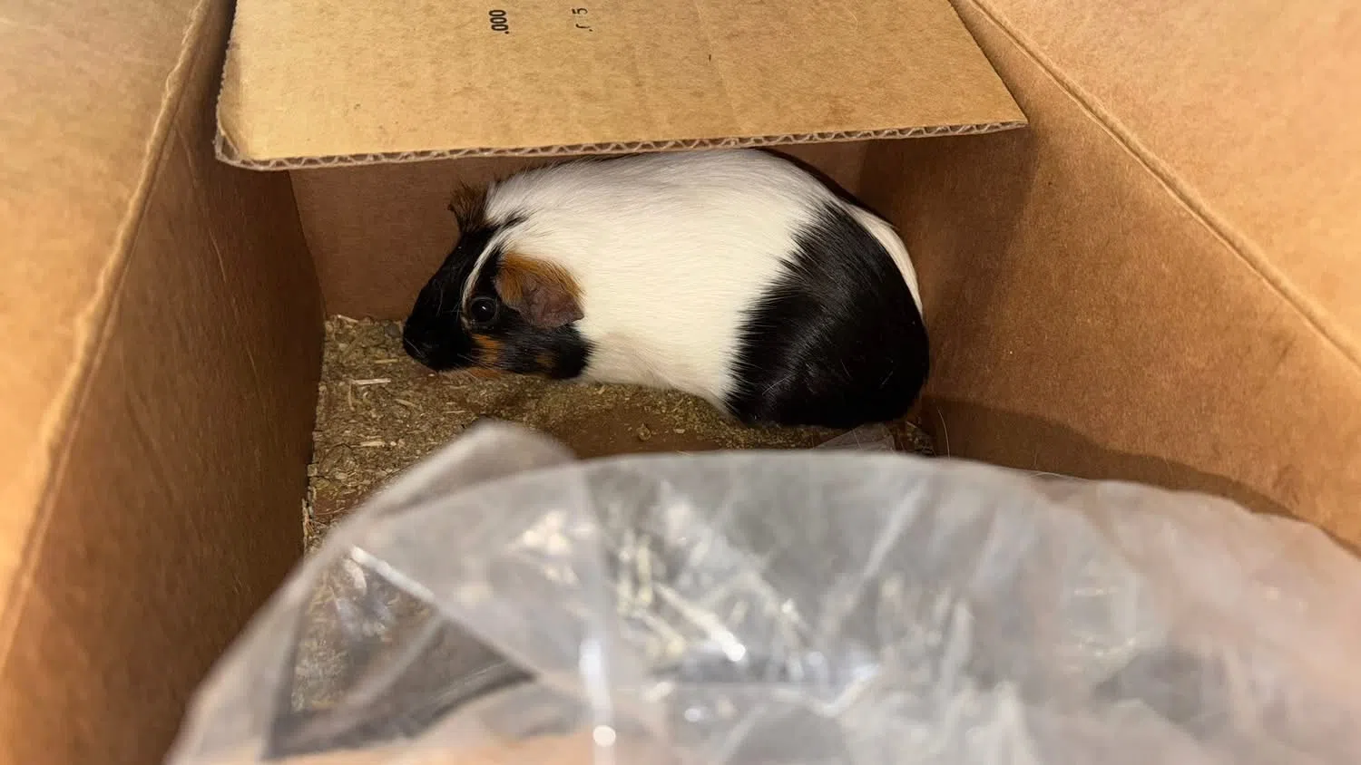 Bradford PD Looking for Owner of Abandoned Guinea Pig