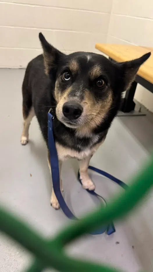 Bradford PD Looking For Owners of Dog left in Togi's Lot Overnight