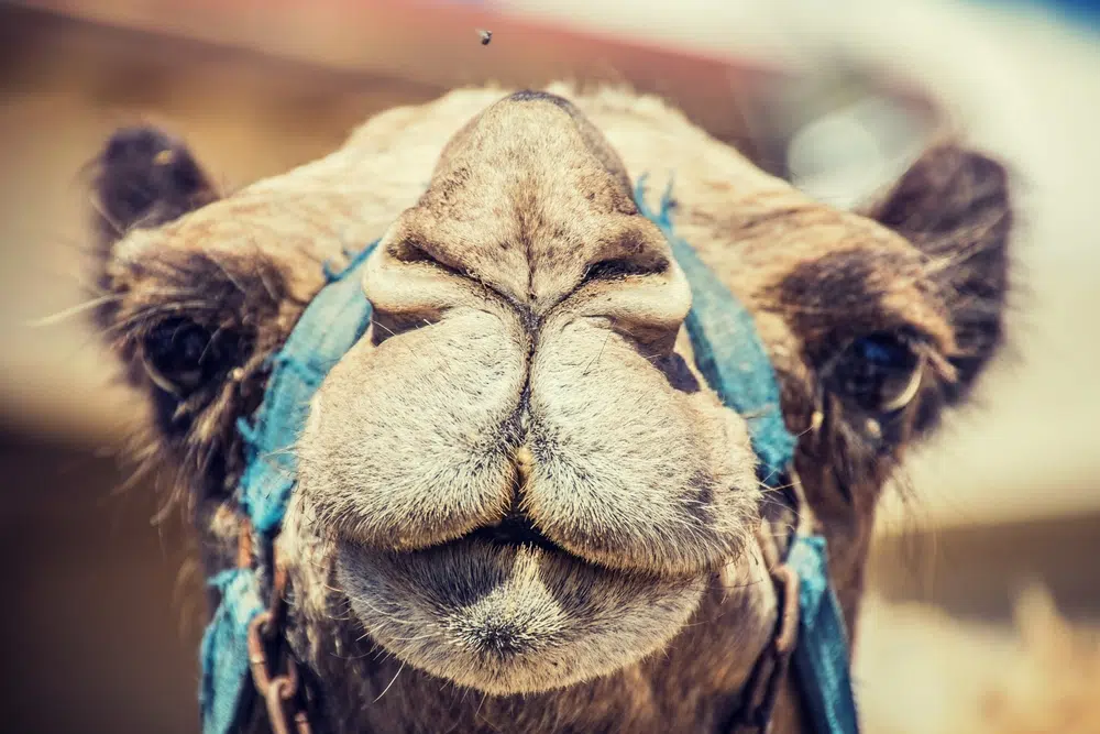Do Camels Store Water in Their Humps?