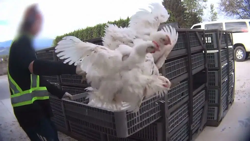 B.C. chicken-catching company denies neglect, cruelty accusations, NanaimoNewsNOW