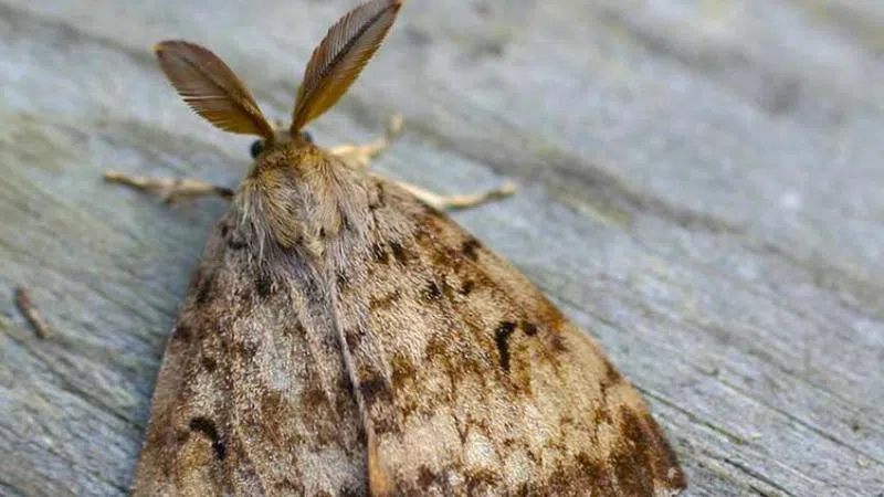 Moth eradication paying off in Nanaimo/Oceanside region
