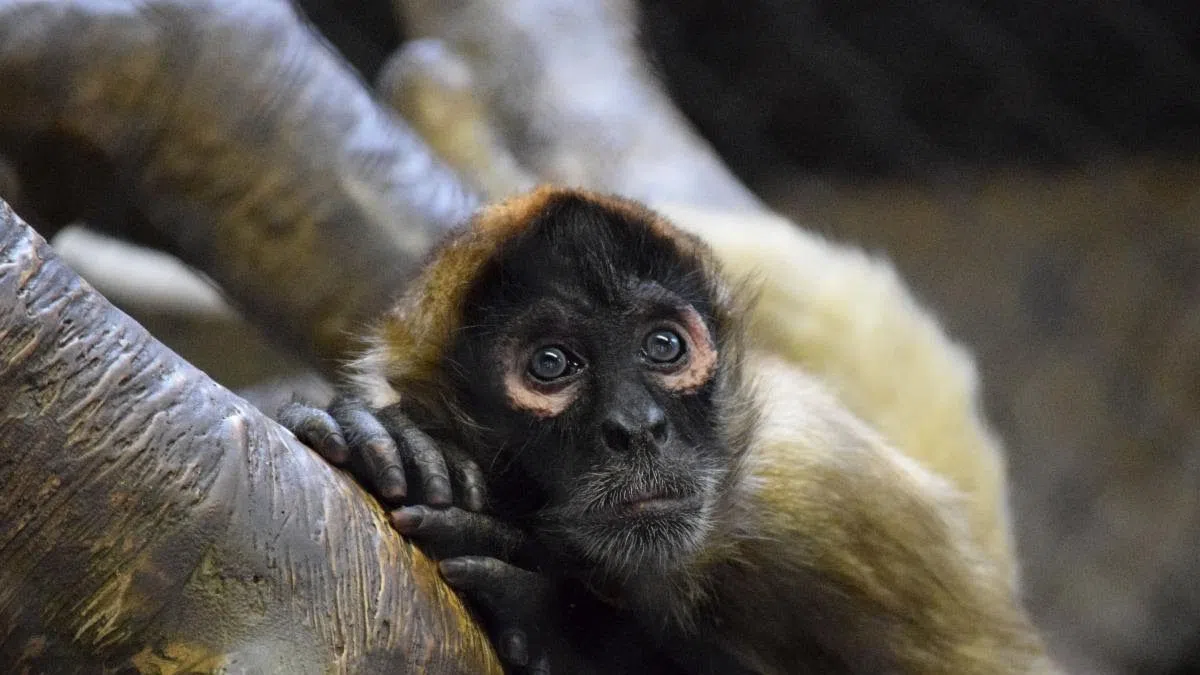 Peoria Zoo is introducing three new spider monkeys to the public