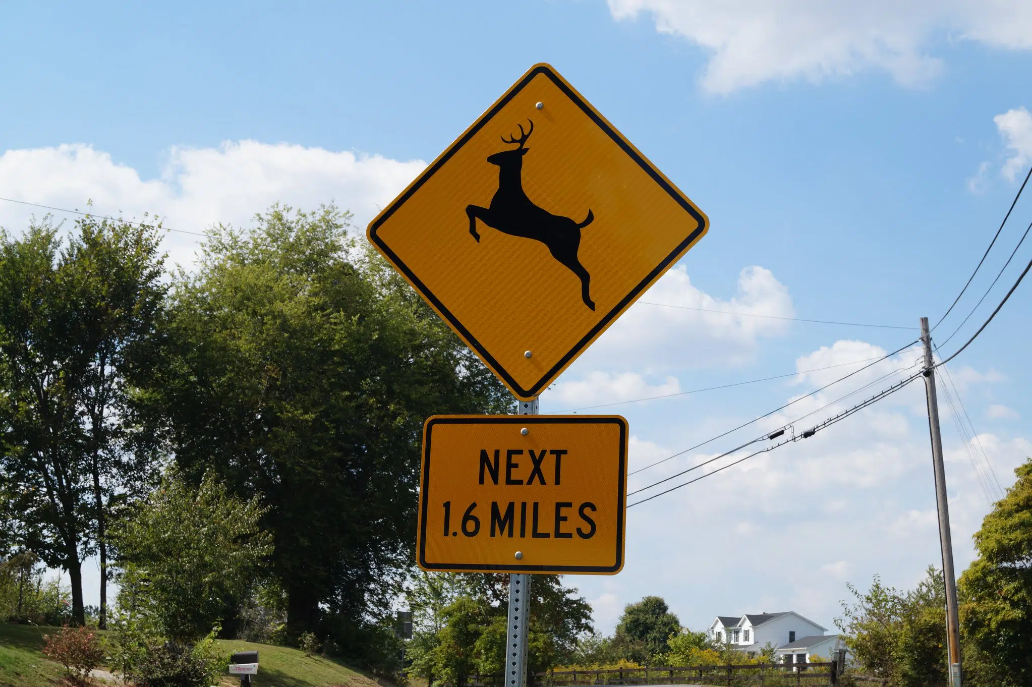 Rising Flood Waters Could Force Deer Across U.S. 41 Near Audubon Park