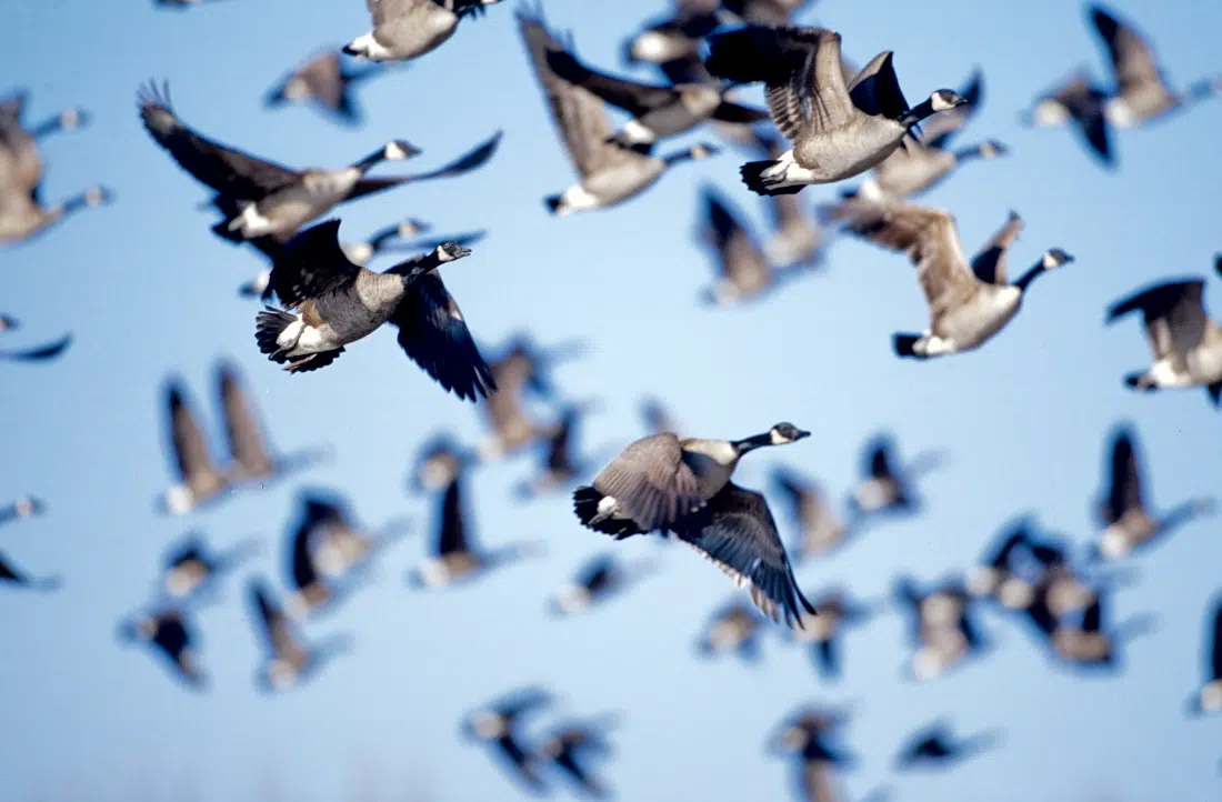Kentucky Afield Outdoors: Despite unusual weather year, waterfowl season looks promising