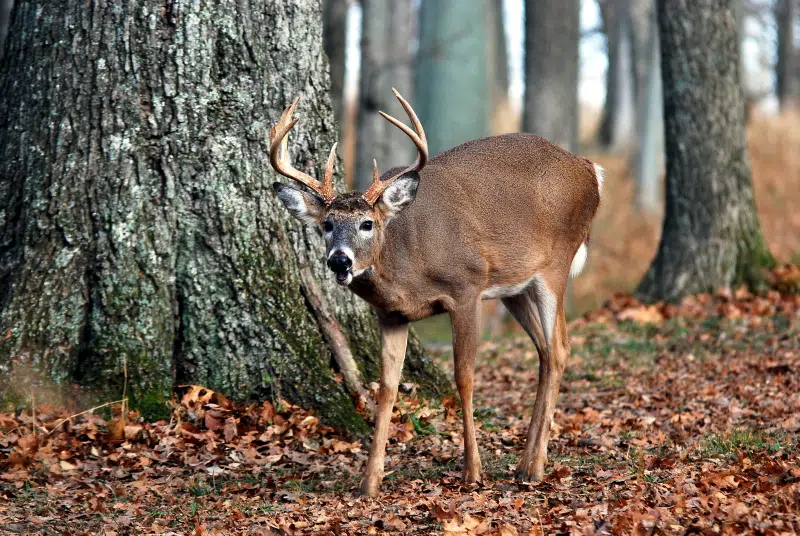 Record number of deer killed during Kentucky gun season