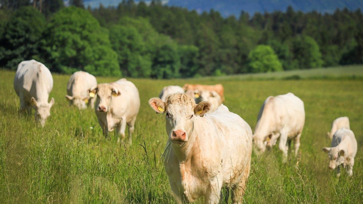 Beef Quality Assurance Meetings - Vimarsana News