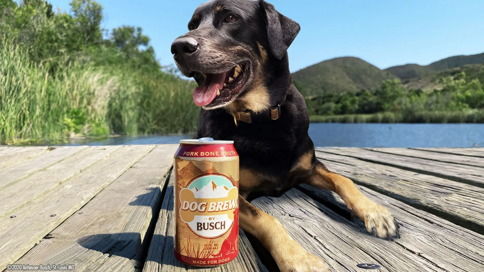Busch Beer Launches "Dog Brew"