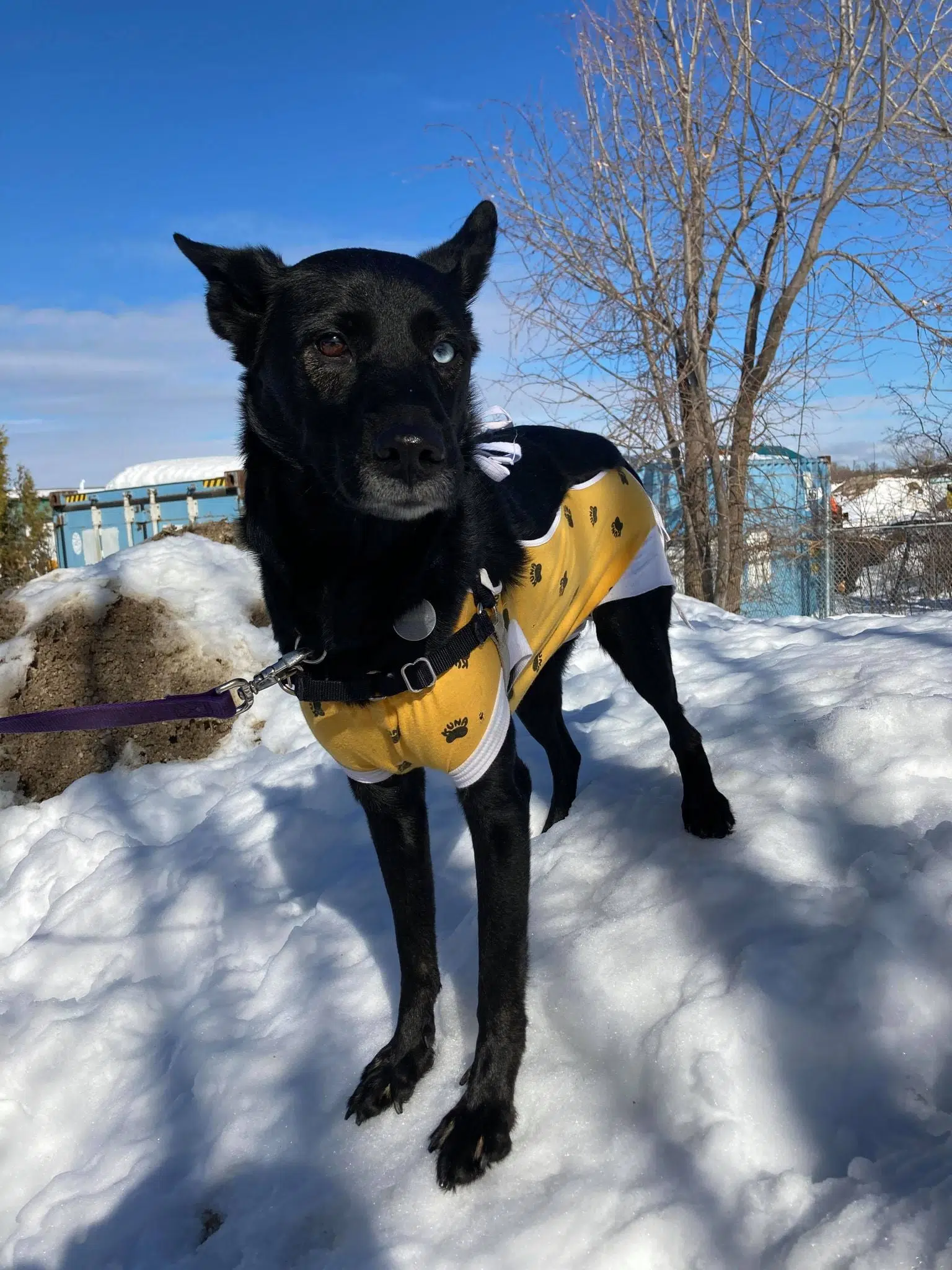 Pet Of The Month With Anna & Zuzu from GTHS!