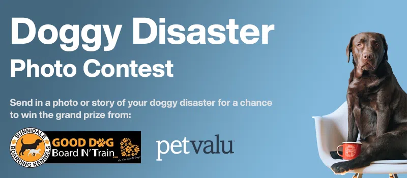 Feature: /doggy-disaster-photo-contest/