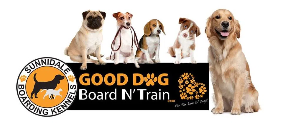 Sunnidale Boarding Kennels Good Dog Board N' Train