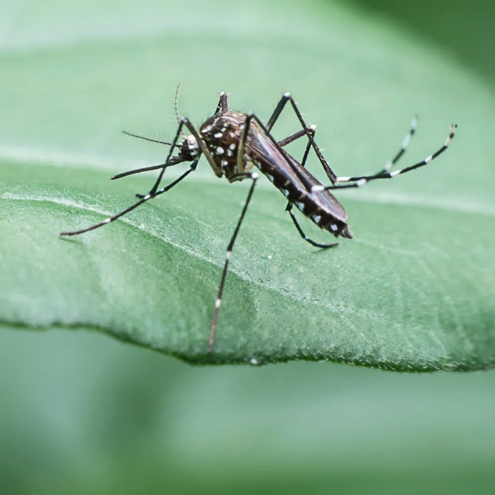 Why Mosquito Control Is Crucial in Humid Areas