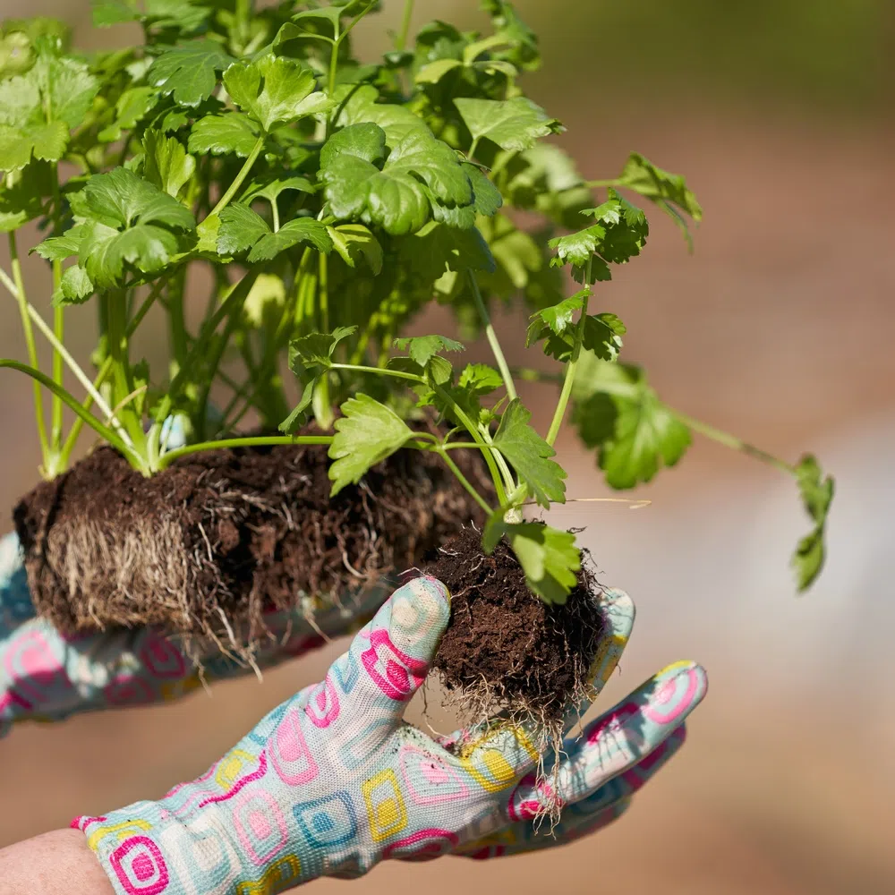 4 Ways To Prevent Shallow Roots in Your Garden This Season