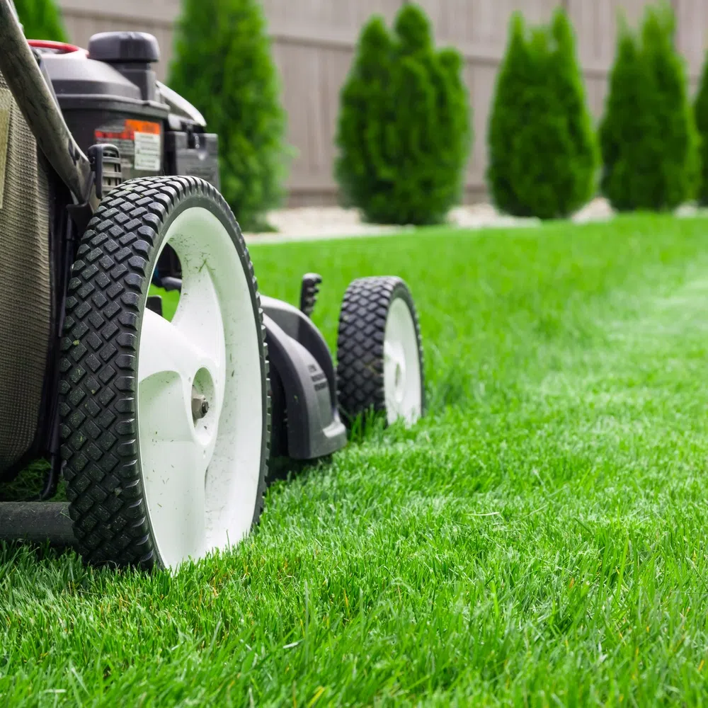 7 Signs Your Lawn Might Be Hurting the Environment