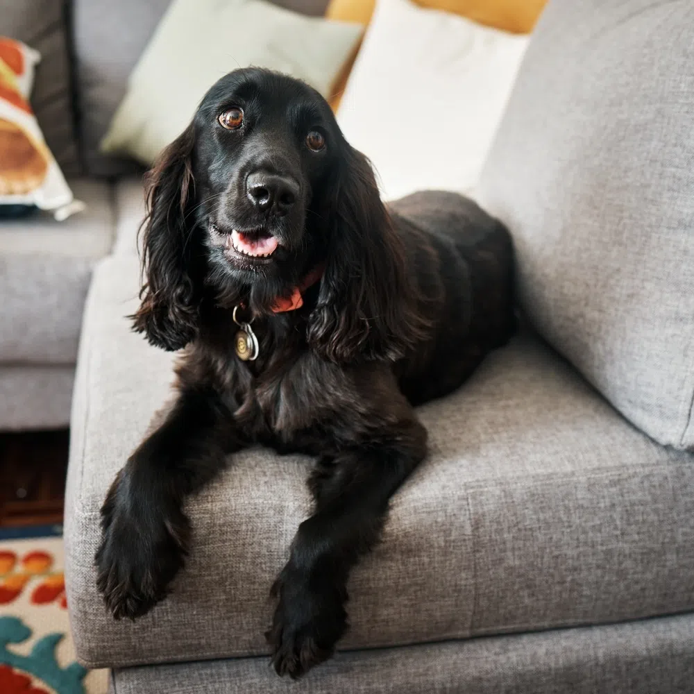 Choosing Kid- and Pet-Friendly Furniture Materials