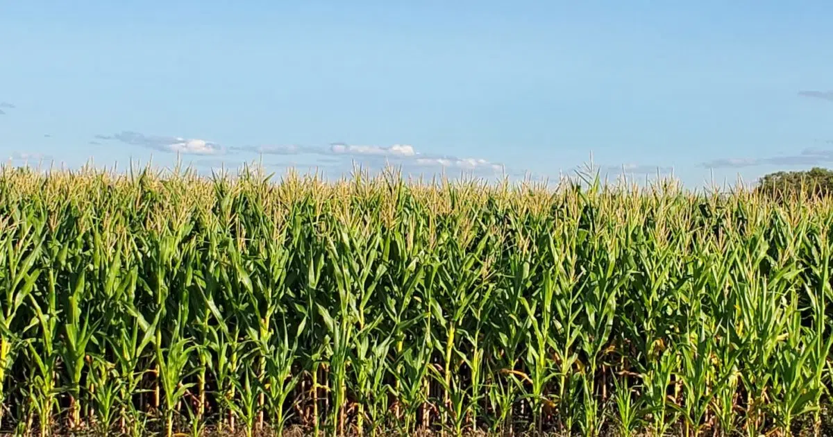 Minnesota AG Commissioner Encouraged by Meeting with Mexican Consulate