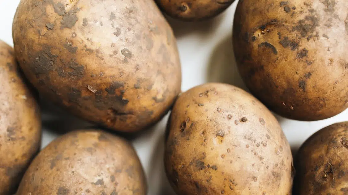 Potato Days in Barnesville Fergus Now