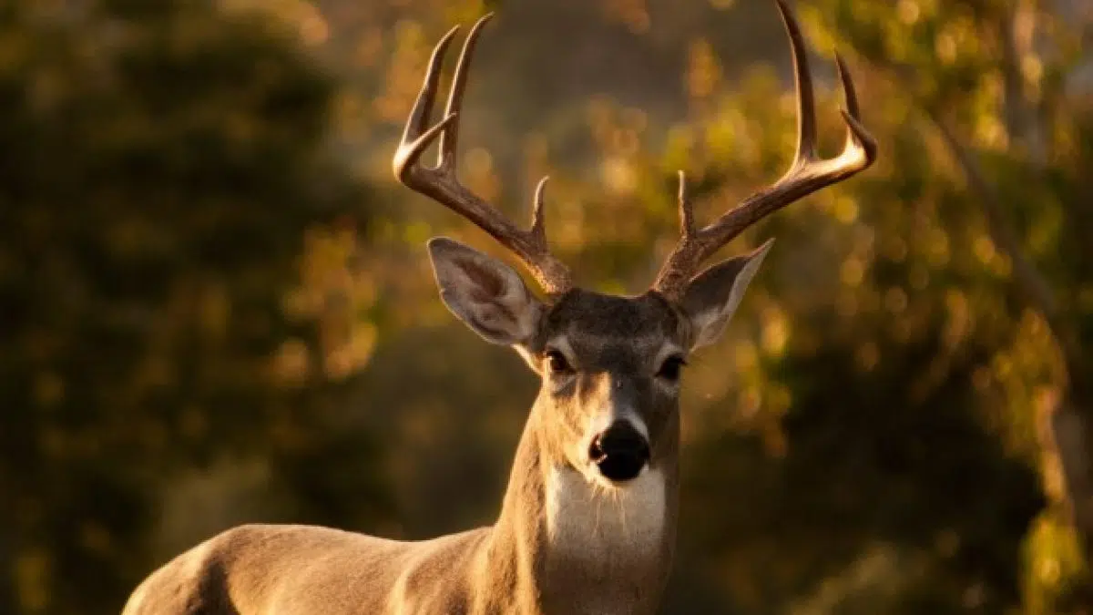 LateSeason CWD Hunt Planned in Deer Permit Area in SE Minnesota