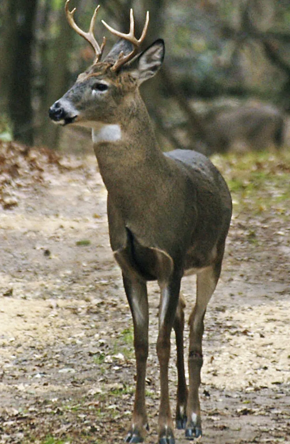 Apply for special Minnesota youth deer hunts through August 16 KNOX