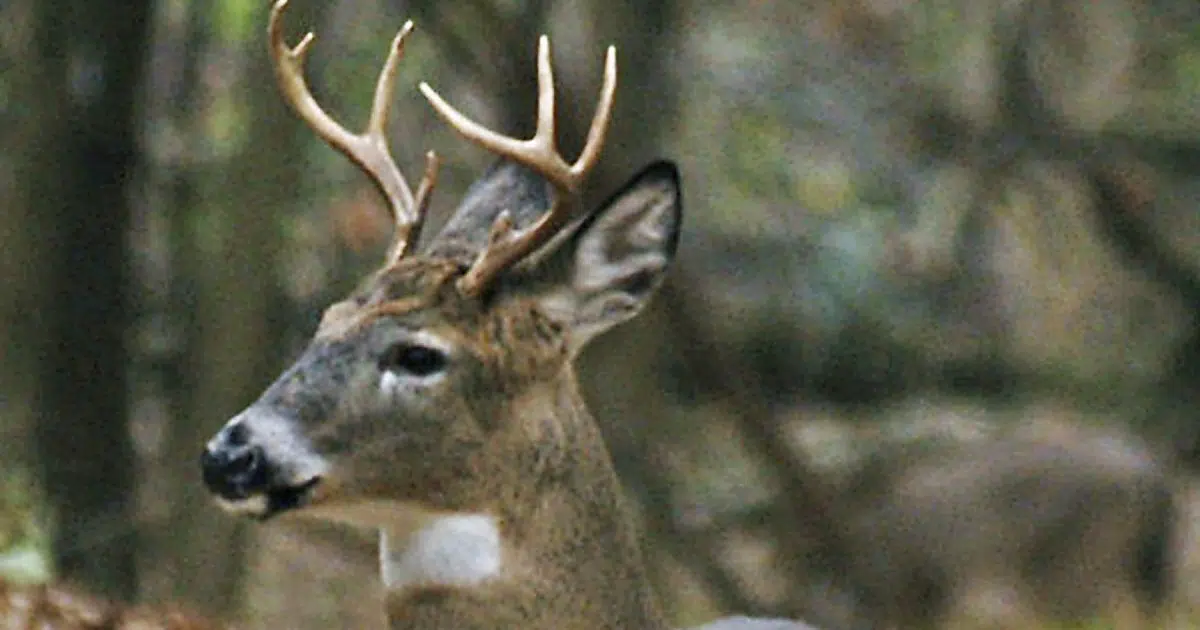 Apply for special Minnesota youth deer hunts through August 16 KNOX