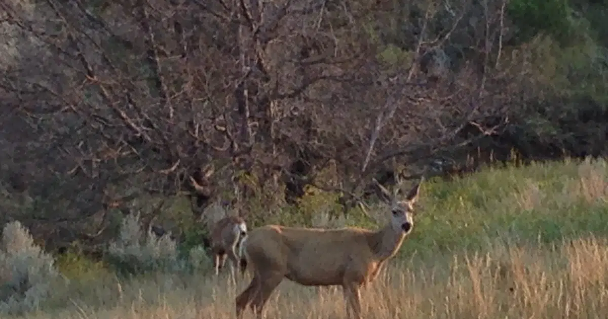 ND deer hunting success rates released KNOX News Radio, Local News, Weather and Sports