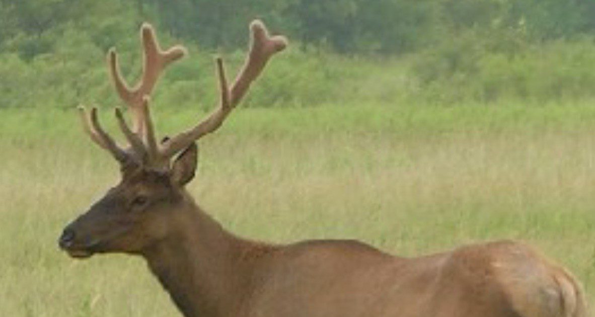 Ten elk licenses offered by Minnesota DNR - Vimarsana News