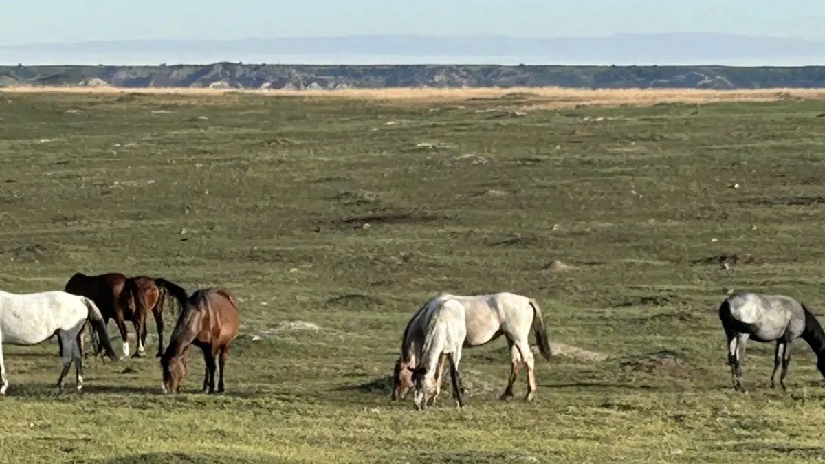 Director of Theodore Roosevelt National Park quits his job in North Dakota