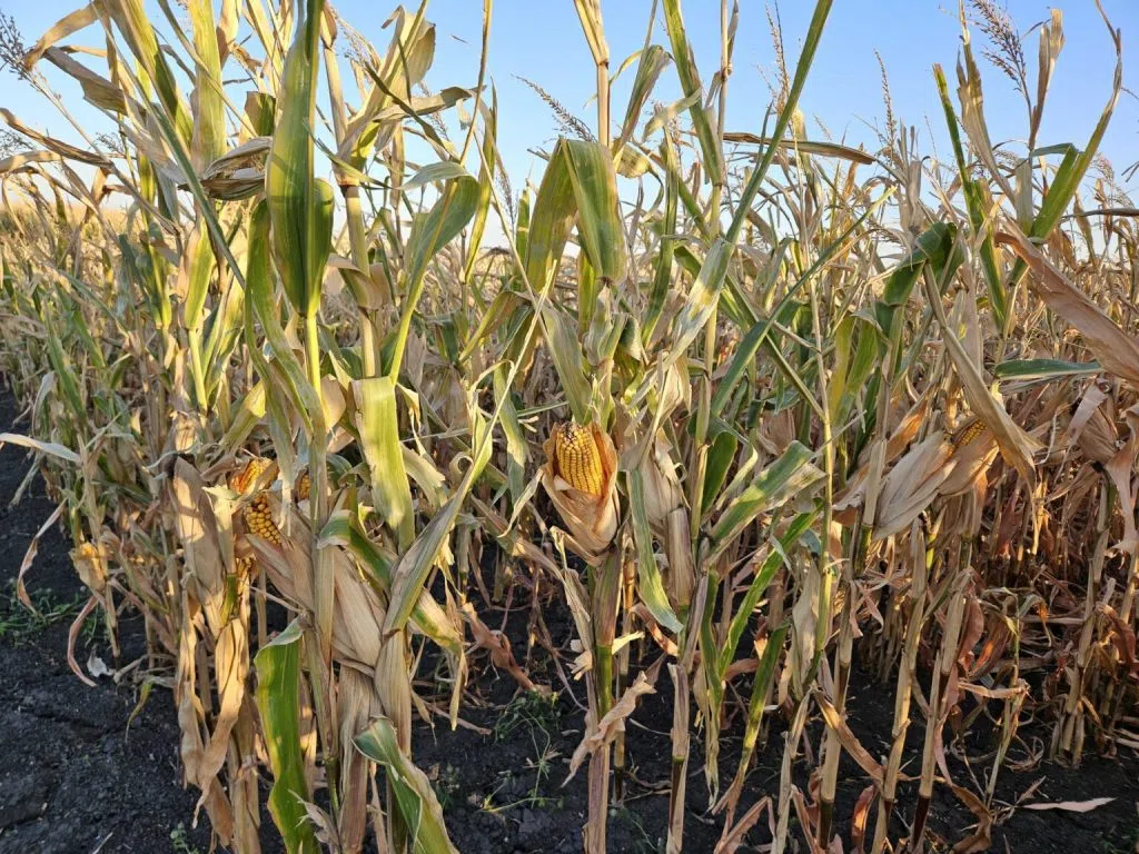 Corn And Soybean Associations Say Farmers Would Suffer From Trade Wars ...