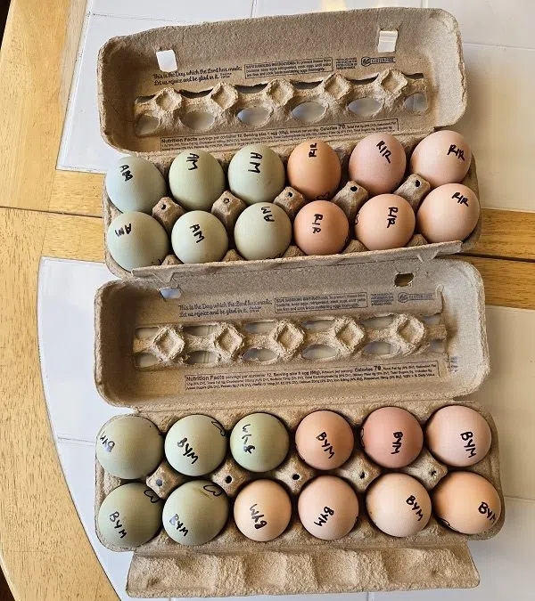 Minnesota Egg Co-Op Gives Neighbors Better Options