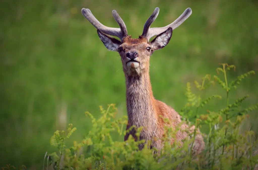 MN DNR releases deer hunting regulations for 2023 Lakes Area Radio