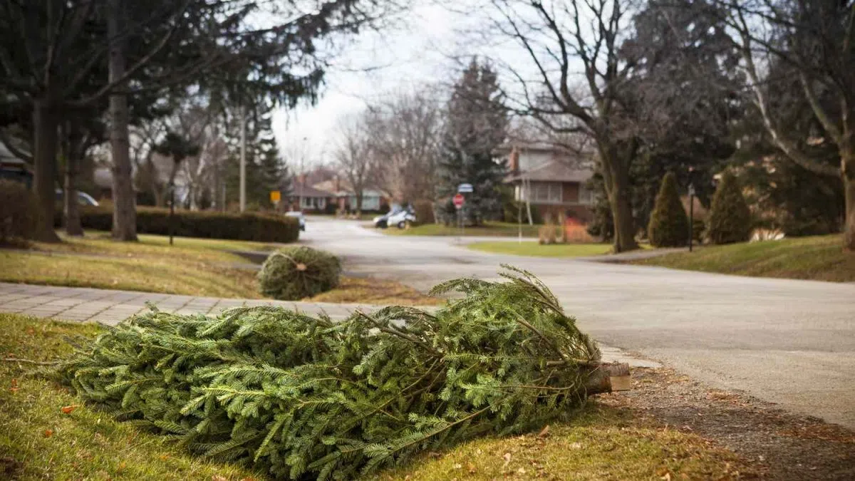 Kiwans Sunrisers Club will pick up Christmas Trees on Jan. 6 Winona Radio