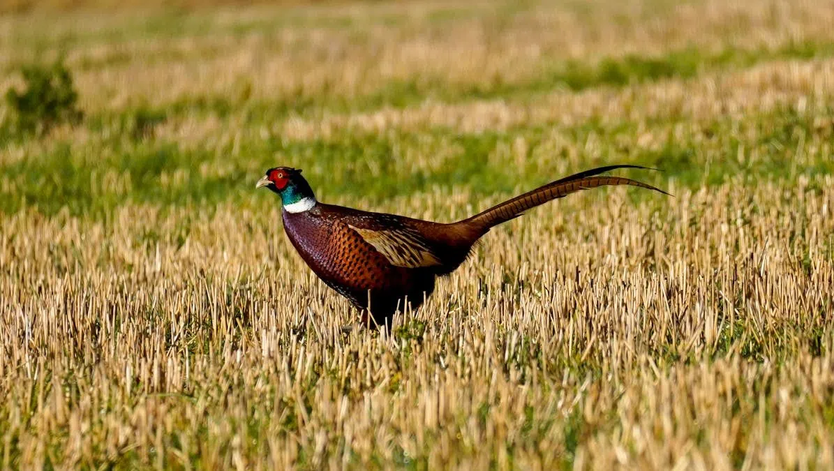 MN Pheasant Season Starts Saturday, Walz In Sleepy Eye For Hunting ...