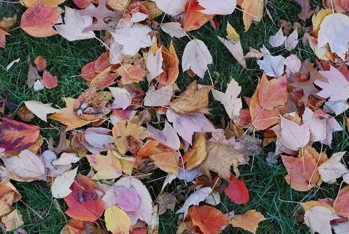 Leaf and Yard Waste Collection Begins in Wellington County