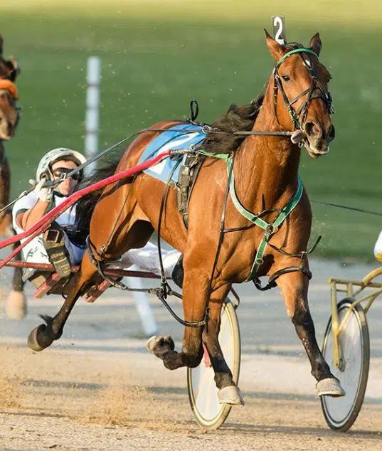 Live Horse Racing Returns to Elora on Friday
