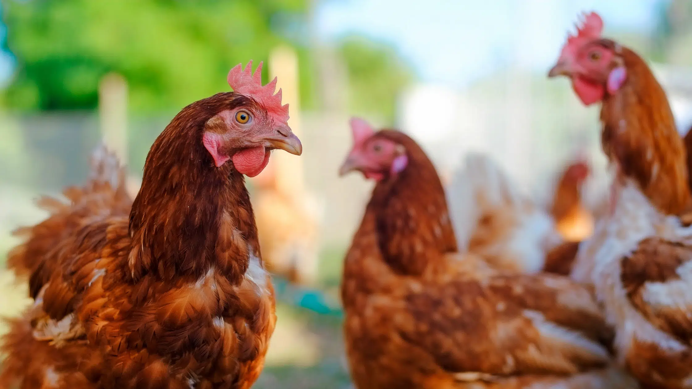 CFIA Confirms Presence of Avian Influenza in Poultry Flock in Guelph/Eramosa