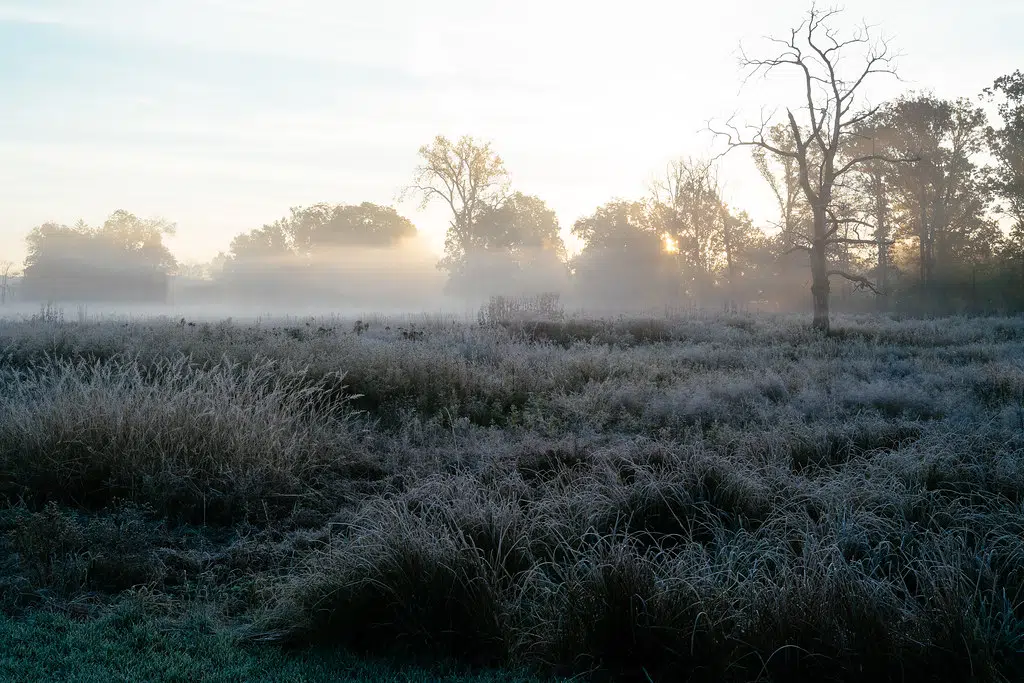 Frost Advisory in Effect for Friday Night: Environment Canada