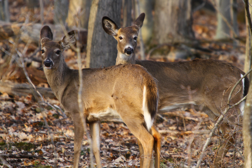 Wellington County OPP reminds drivers to watch for deer this fall