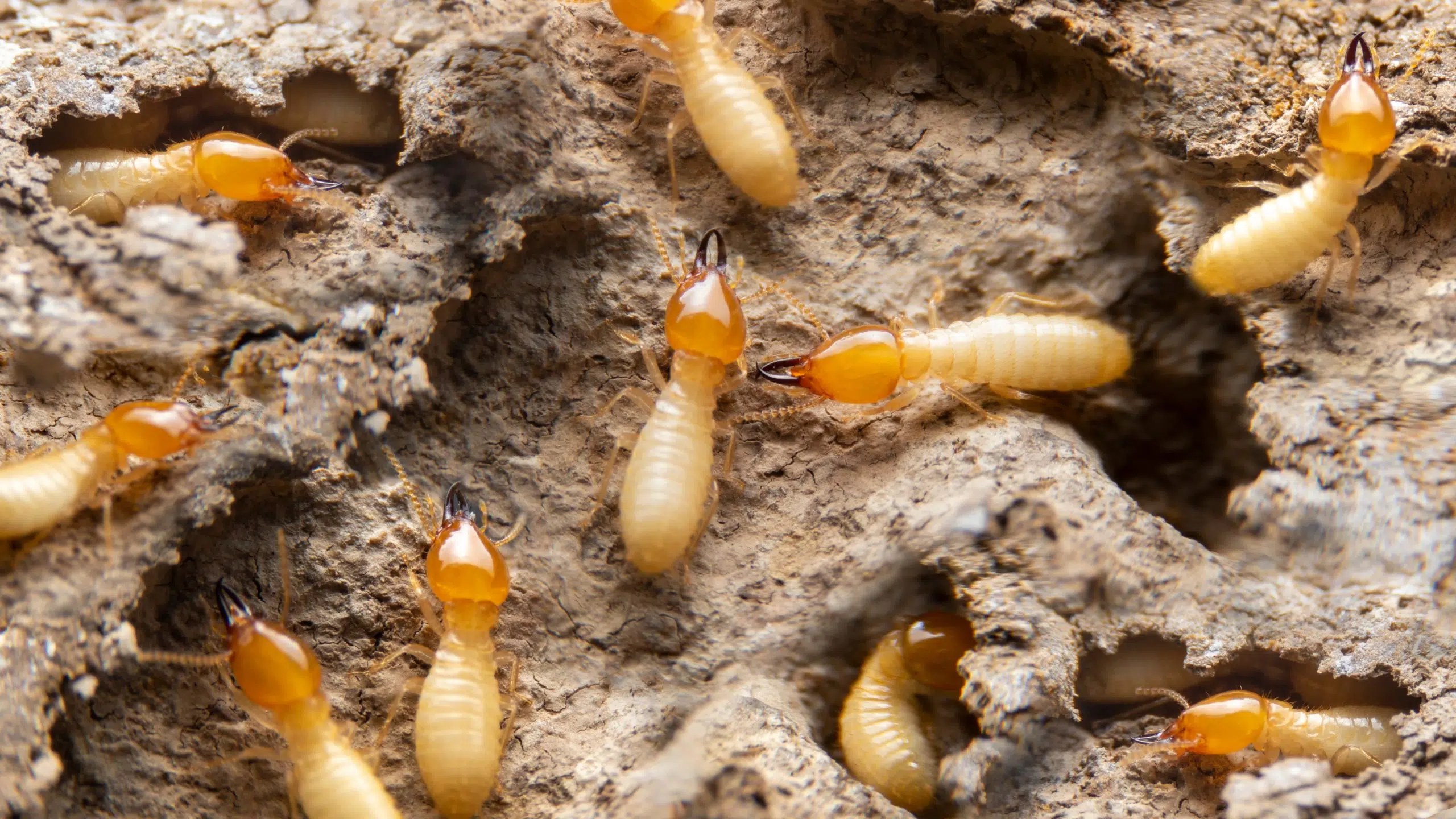 Council Votes in Favour of Moving Forward With a Termite Management Proposal Request