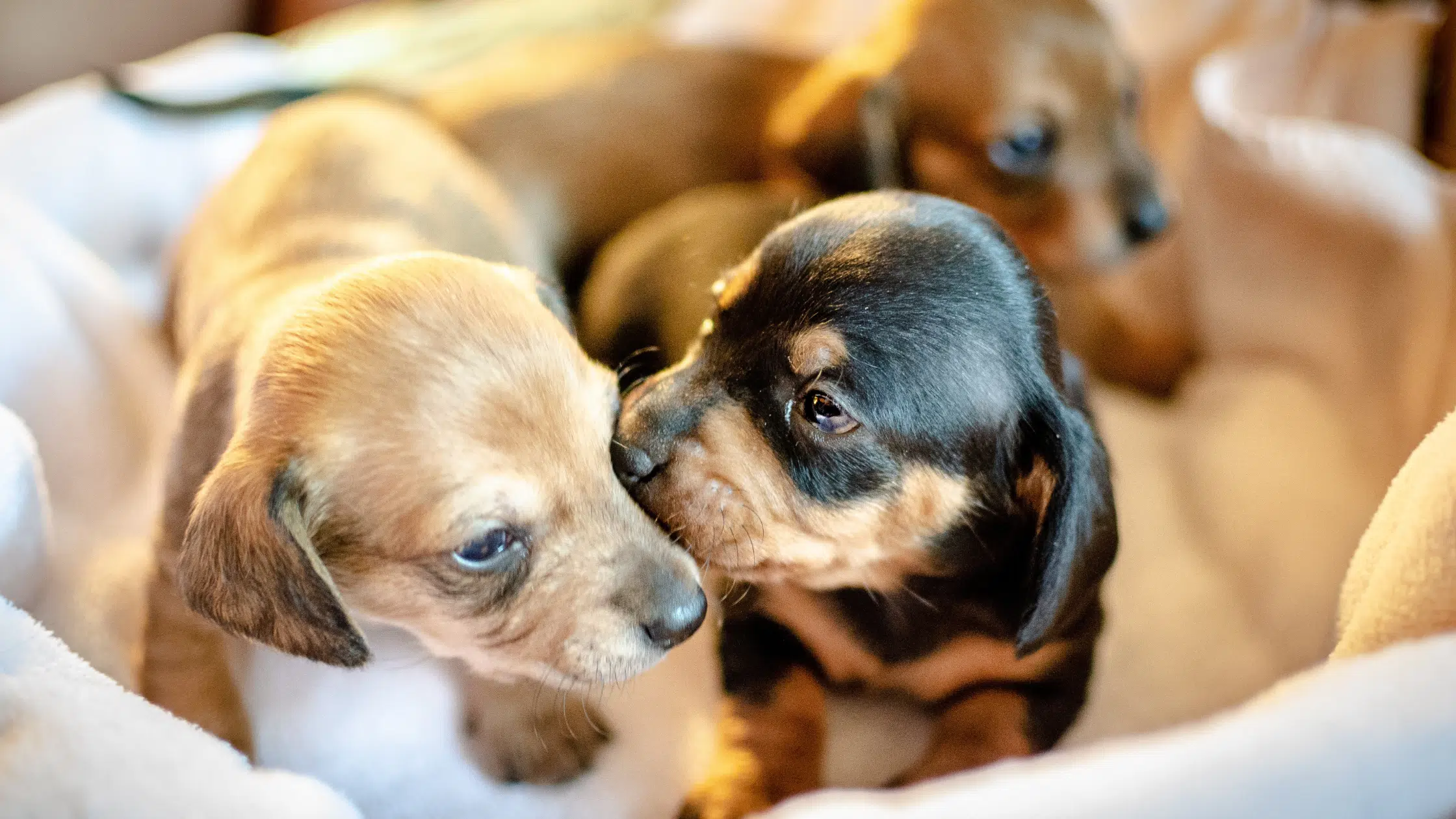 Puppy Mills Protested by Resident at Mapleton Council