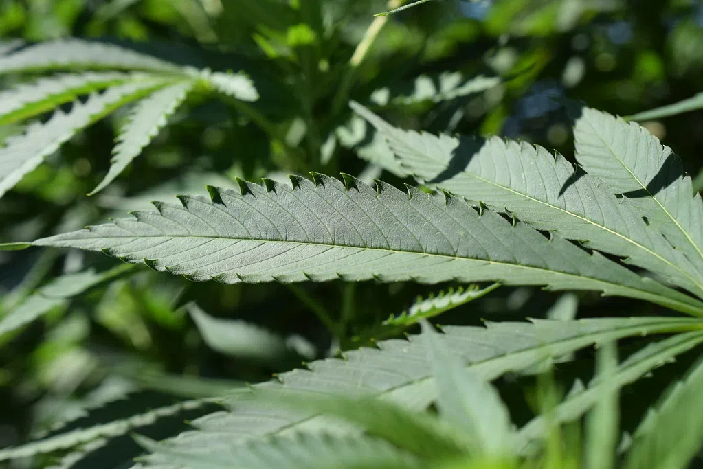 Centre Wellington opts out of allowing cannabis retailers in the Township