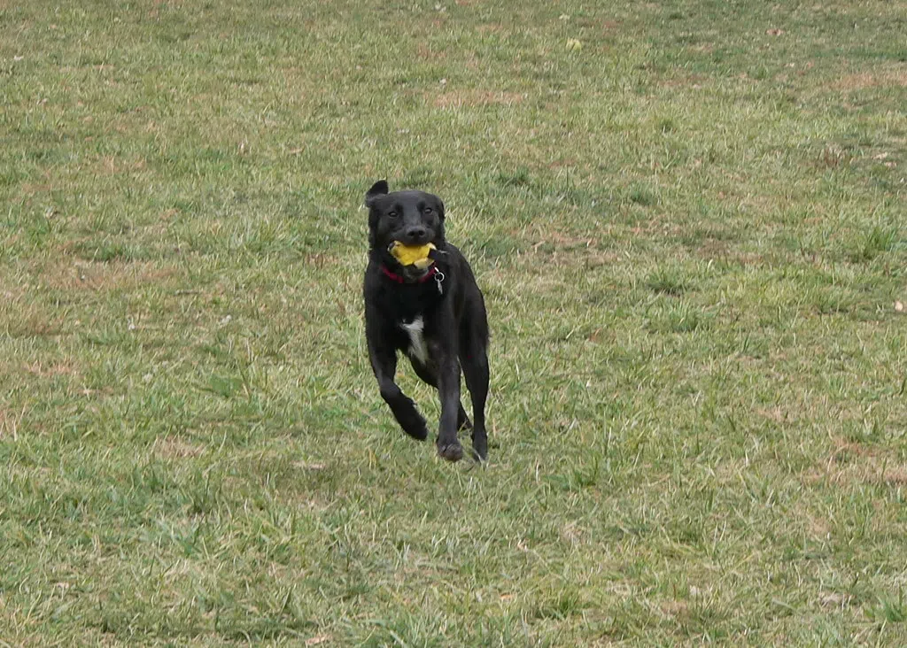Town of Erin Appoints New Animal Control Provider and Moves to 24-hour Service