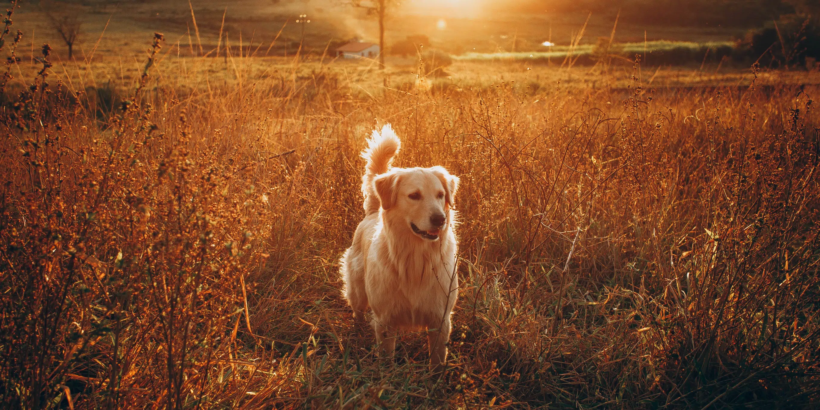 Livestock Guardian Dog Bylaw to be Revisited by Wellington North Council